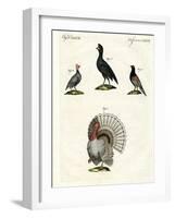 Foreign Domestic Poultry-null-Framed Giclee Print