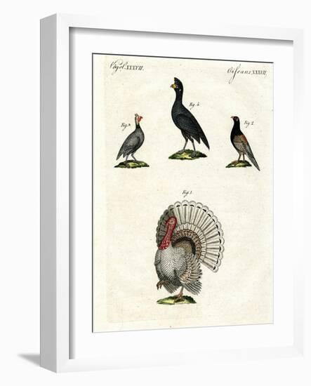 Foreign Domestic Poultry-null-Framed Giclee Print