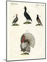 Foreign Domestic Poultry-null-Mounted Giclee Print