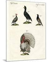 Foreign Domestic Poultry-null-Mounted Giclee Print