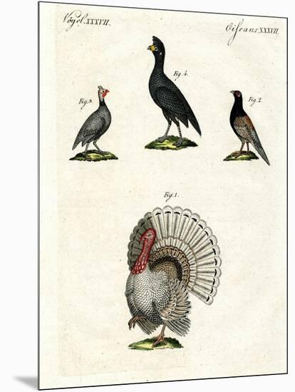 Foreign Domestic Poultry-null-Mounted Giclee Print