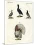 Foreign Domestic Poultry-null-Mounted Giclee Print