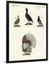 Foreign Domestic Poultry-null-Framed Giclee Print