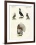 Foreign Domestic Poultry-null-Framed Giclee Print