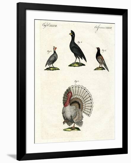 Foreign Domestic Poultry-null-Framed Giclee Print