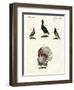 Foreign Domestic Poultry-null-Framed Giclee Print