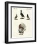 Foreign Domestic Poultry-null-Framed Giclee Print