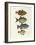 Foreign Fish-null-Framed Giclee Print