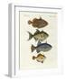 Foreign Fish-null-Framed Giclee Print