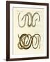 Foreign Kinds of Blindworms-null-Framed Giclee Print