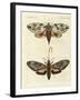 Foreign Moths-null-Framed Giclee Print