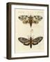 Foreign Moths-null-Framed Giclee Print