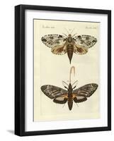 Foreign Moths-null-Framed Giclee Print