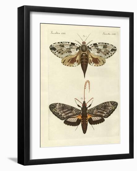 Foreign Moths-null-Framed Giclee Print