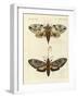 Foreign Moths-null-Framed Giclee Print