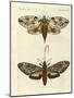 Foreign Moths-null-Mounted Giclee Print