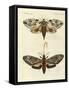 Foreign Moths-null-Framed Stretched Canvas