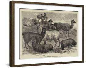 Foreign Wool-Bearing Animals at the International Exhibition-null-Framed Giclee Print