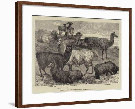 Foreign Wool-Bearing Animals at the International Exhibition-null-Framed Giclee Print