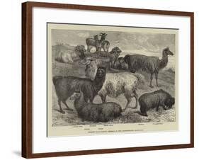 Foreign Wool-Bearing Animals at the International Exhibition-null-Framed Giclee Print