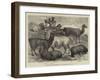 Foreign Wool-Bearing Animals at the International Exhibition-null-Framed Giclee Print