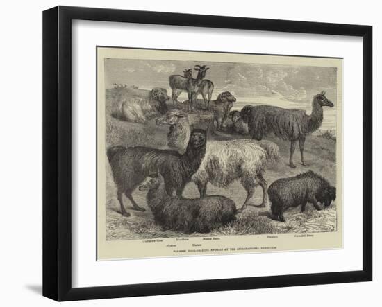 Foreign Wool-Bearing Animals at the International Exhibition-null-Framed Giclee Print