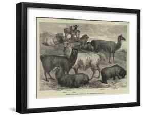 Foreign Wool-Bearing Animals at the International Exhibition-null-Framed Giclee Print