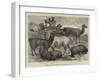 Foreign Wool-Bearing Animals at the International Exhibition-null-Framed Giclee Print