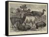 Foreign Wool-Bearing Animals at the International Exhibition-null-Framed Stretched Canvas