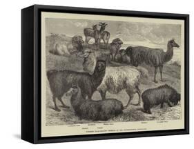 Foreign Wool-Bearing Animals at the International Exhibition-null-Framed Stretched Canvas