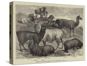 Foreign Wool-Bearing Animals at the International Exhibition-null-Stretched Canvas