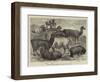 Foreign Wool-Bearing Animals at the International Exhibition-null-Framed Giclee Print