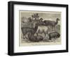 Foreign Wool-Bearing Animals at the International Exhibition-null-Framed Giclee Print