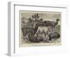 Foreign Wool-Bearing Animals at the International Exhibition-null-Framed Giclee Print