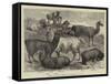 Foreign Wool-Bearing Animals at the International Exhibition-null-Framed Stretched Canvas