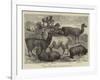 Foreign Wool-Bearing Animals at the International Exhibition-null-Framed Giclee Print