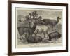 Foreign Wool-Bearing Animals at the International Exhibition-null-Framed Giclee Print