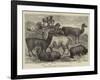 Foreign Wool-Bearing Animals at the International Exhibition-null-Framed Giclee Print