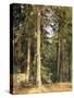 Forest, 1892-Ivan Ivanovitch Shishkin-Stretched Canvas