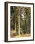 Forest, 1892-Ivan Ivanovitch Shishkin-Framed Giclee Print