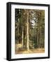 Forest, 1892-Ivan Ivanovitch Shishkin-Framed Giclee Print