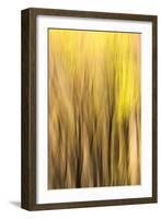 Forest Abstract, California, Usa-Russ Bishop-Framed Photographic Print