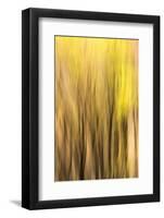 Forest Abstract, California, Usa-Russ Bishop-Framed Photographic Print