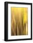 Forest Abstract, California, Usa-Russ Bishop-Framed Photographic Print