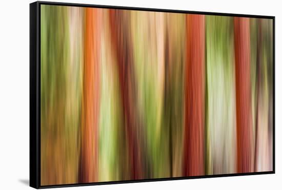 Forest abstract, Yosemite Valley, Yosemite National Park, California, USA-Russ Bishop-Framed Stretched Canvas