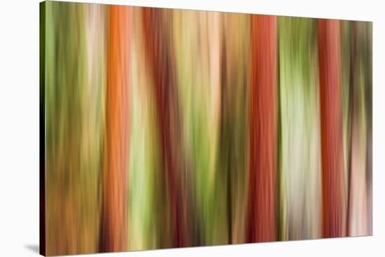 Forest abstract, Yosemite Valley, Yosemite National Park, California, USA-Russ Bishop-Stretched Canvas