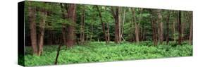 Forest, Adirondack Mountains, Old Forge, Herkimer County, New York State, USA-null-Stretched Canvas