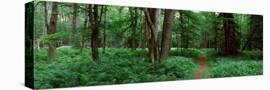 Forest, Adirondack Mountains, Old Forge, Herkimer County, New York State, USA-null-Stretched Canvas