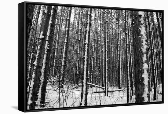 Forest after the Snow-kjkrasno-Framed Stretched Canvas