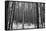 Forest after the Snow-kjkrasno-Framed Stretched Canvas